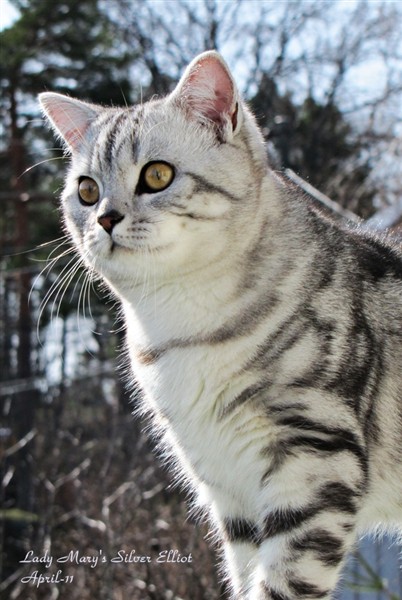 silver classic tabby british shorthair