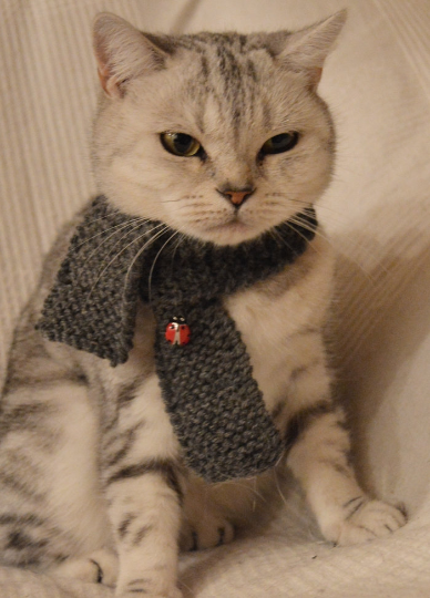 cat scarf gray