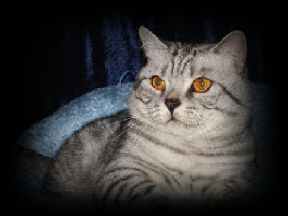 silver spotted british shorthair