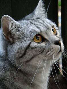 silver spotted british shorthair cat